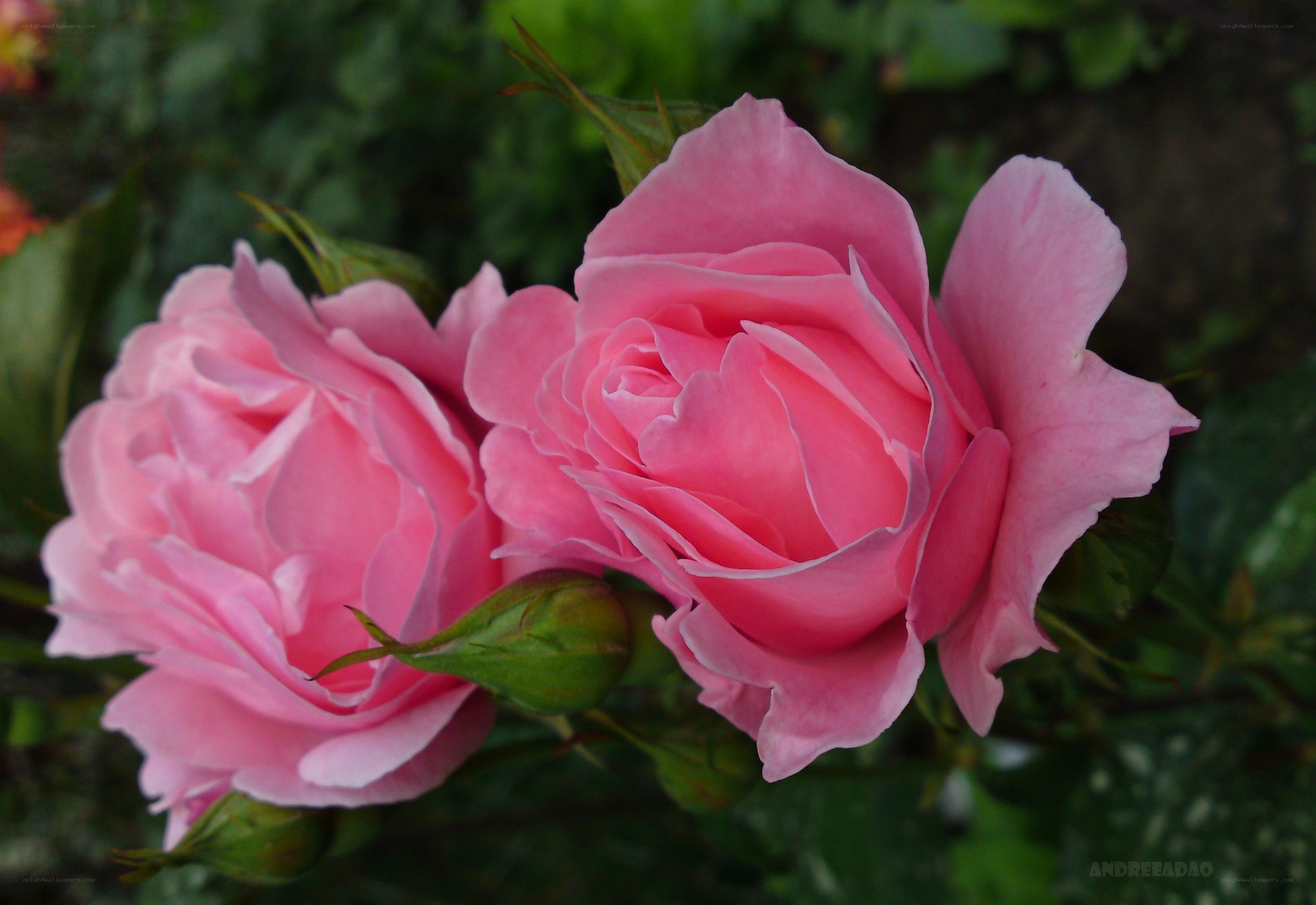 Pink roses in bloom