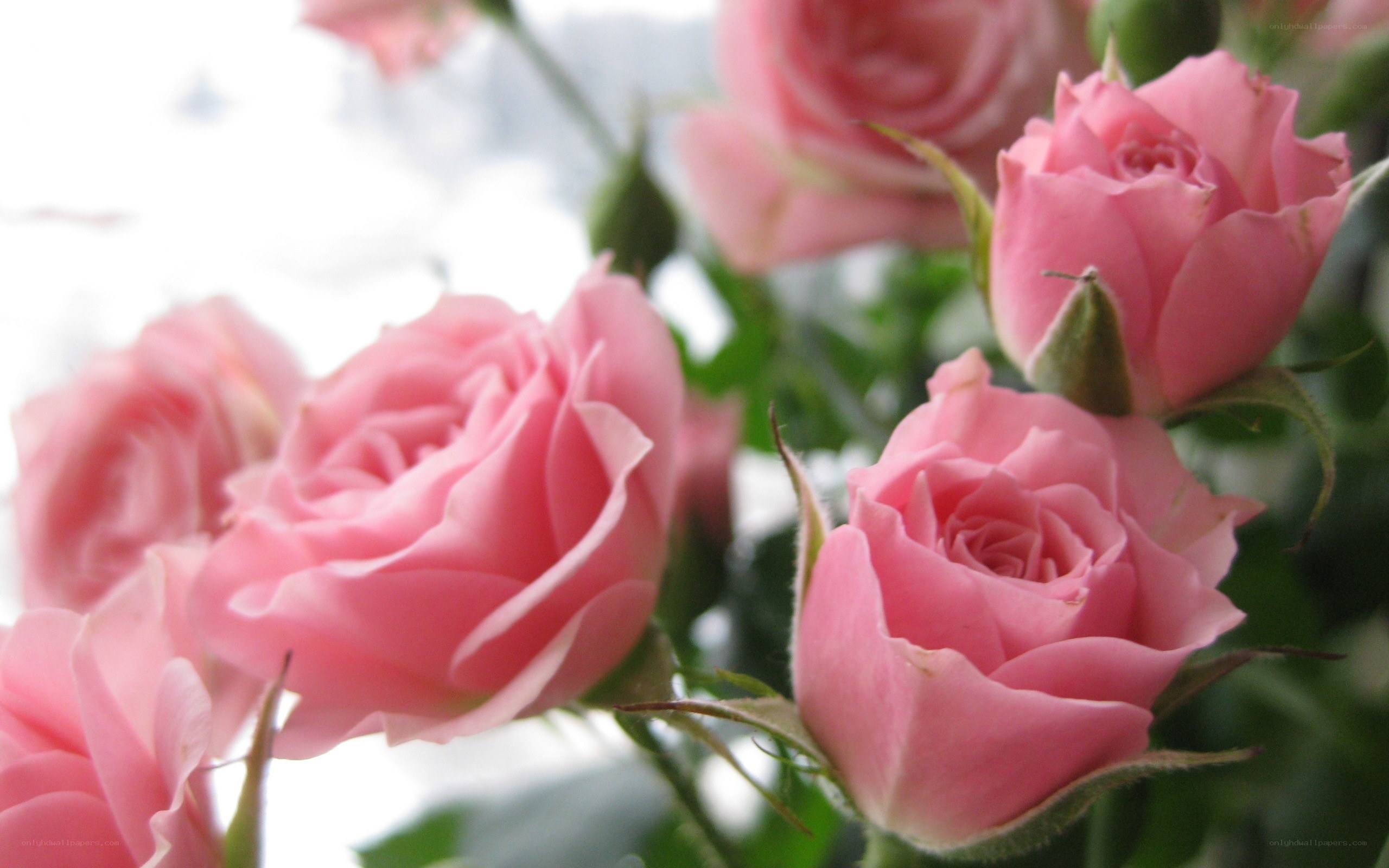 Pink roses in bloom