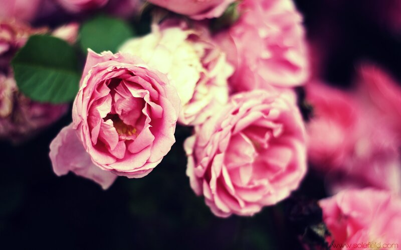 pink roses in bloom