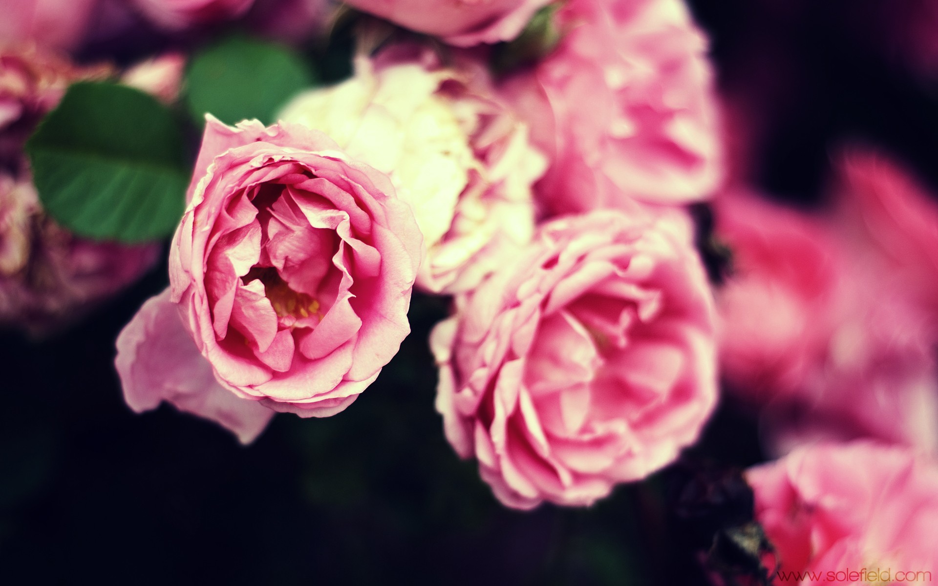 pink roses in bloom