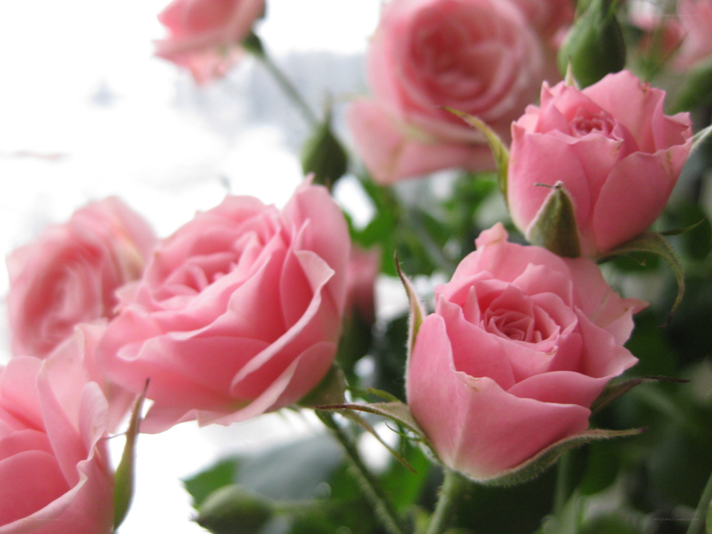 Pink roses in bloom
