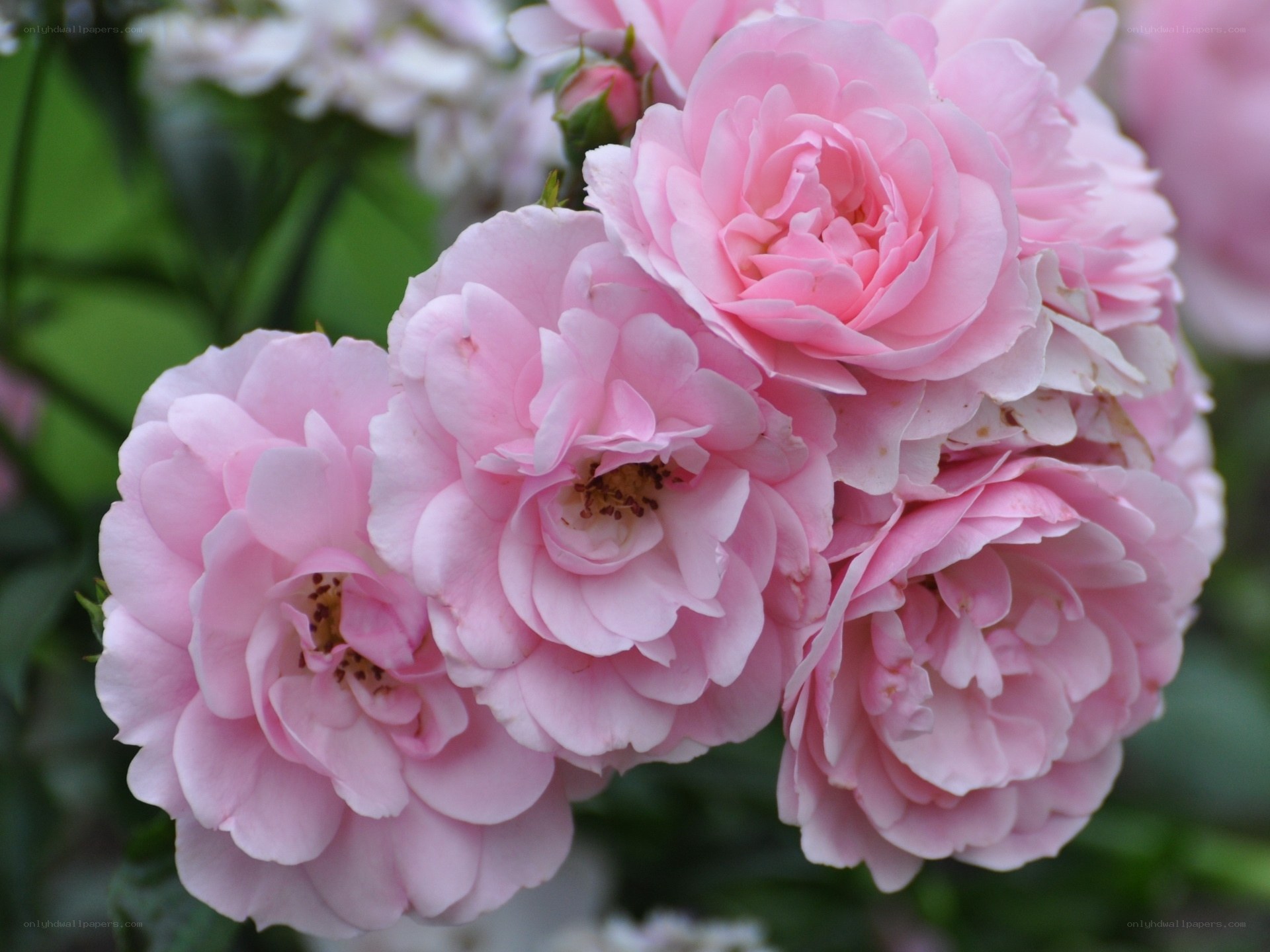 Pink roses in bloom