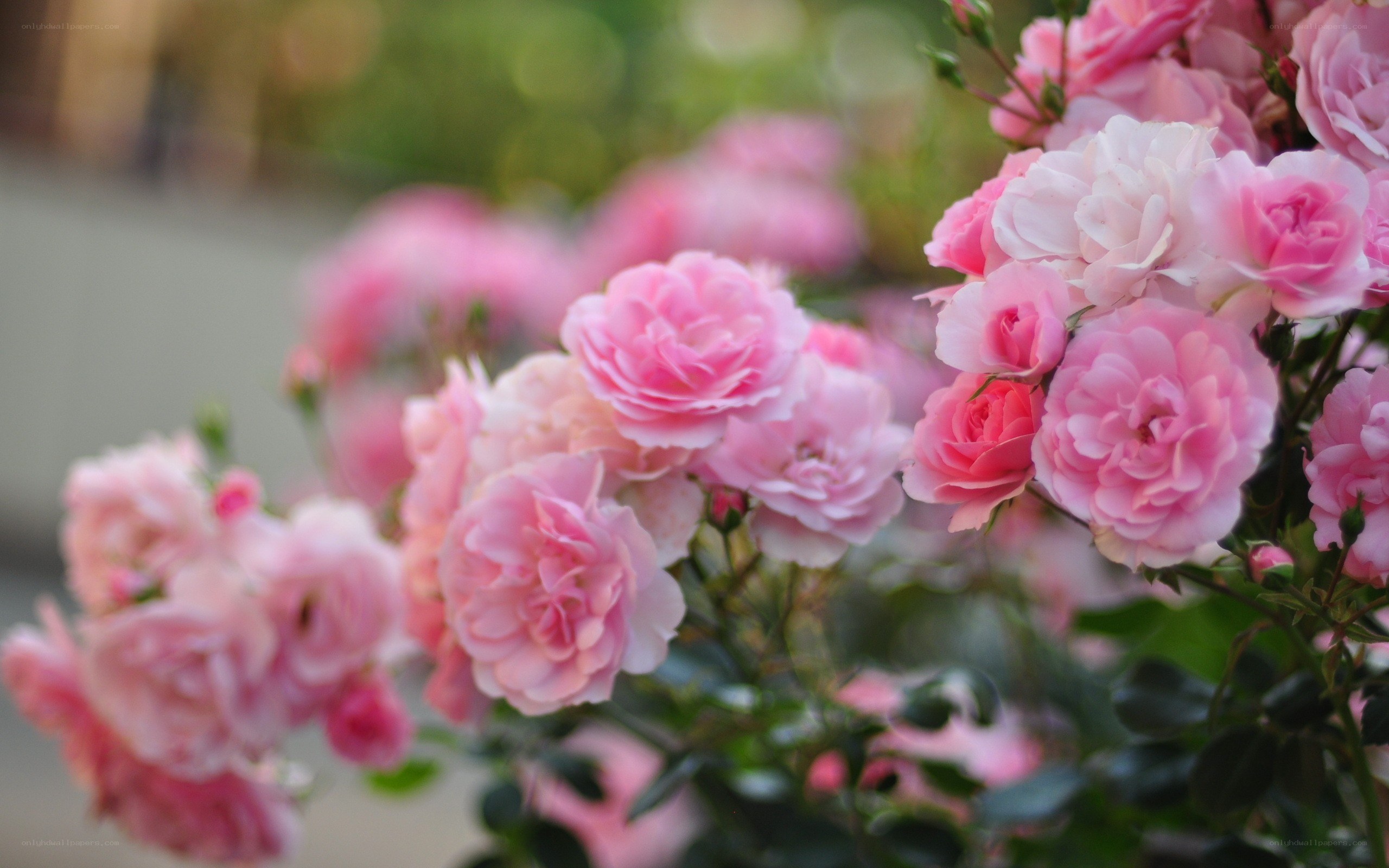 Pink roses in bloom