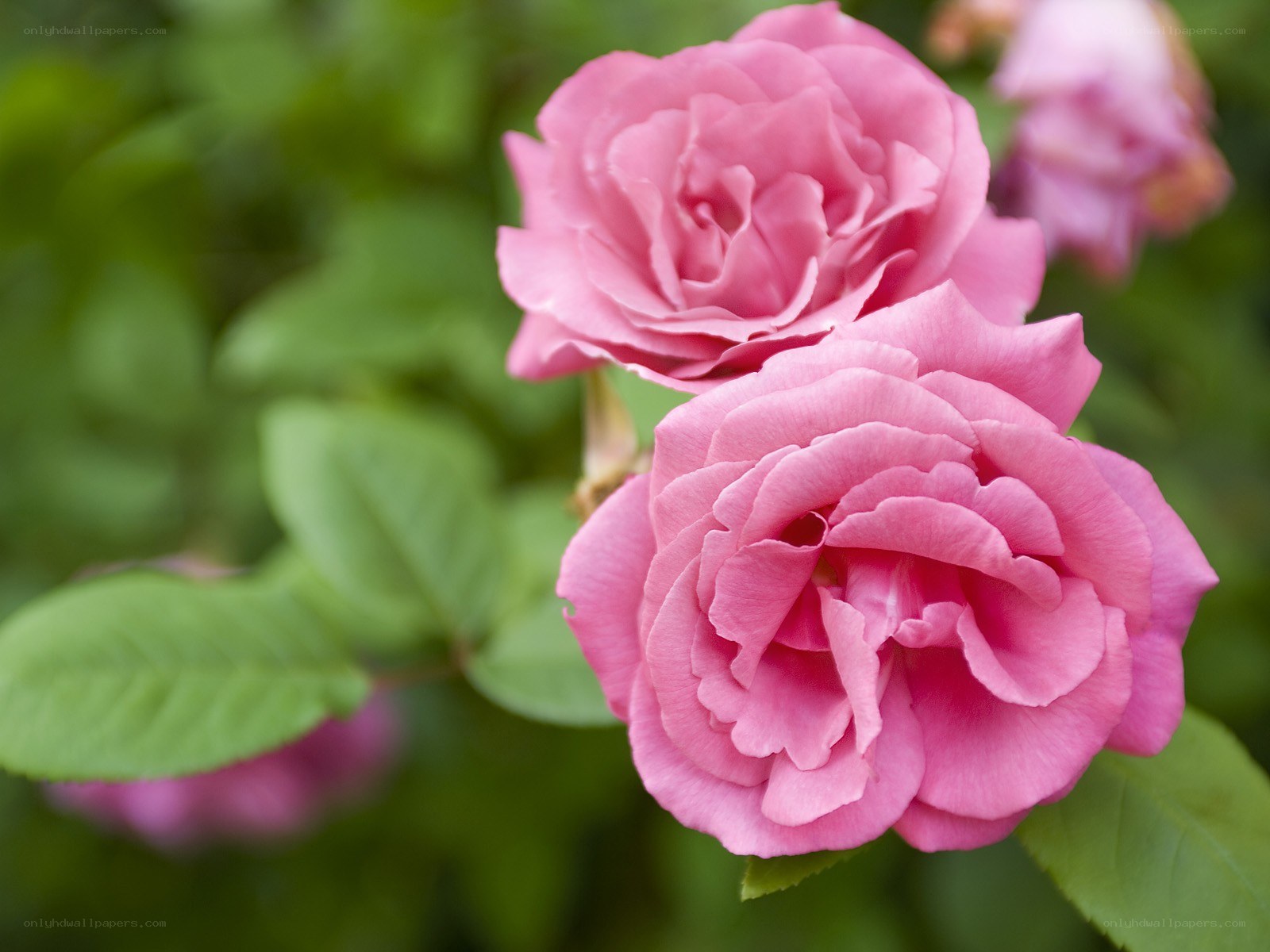 Pink roses in bloom