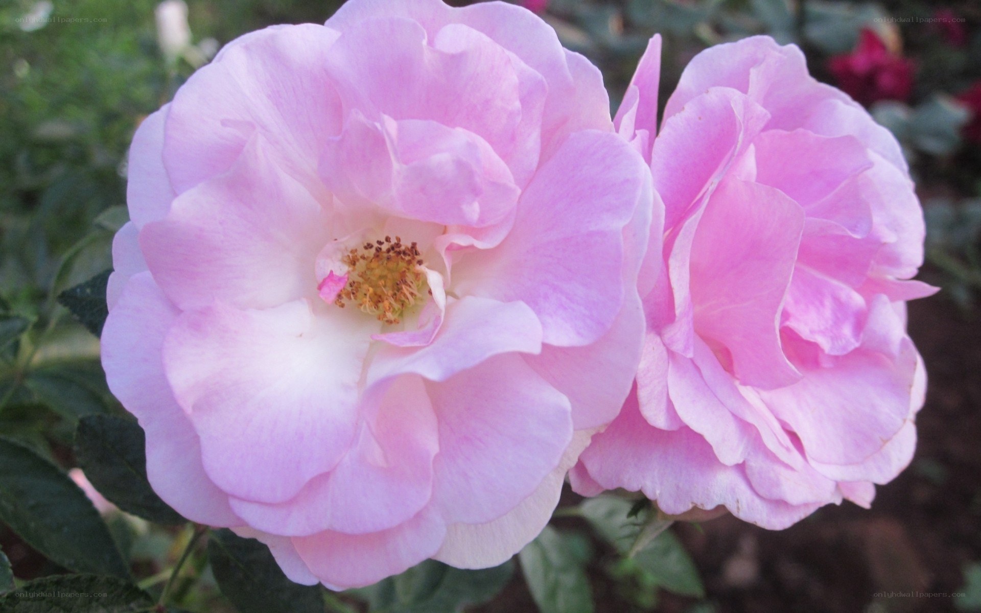 Pink roses in bloom
