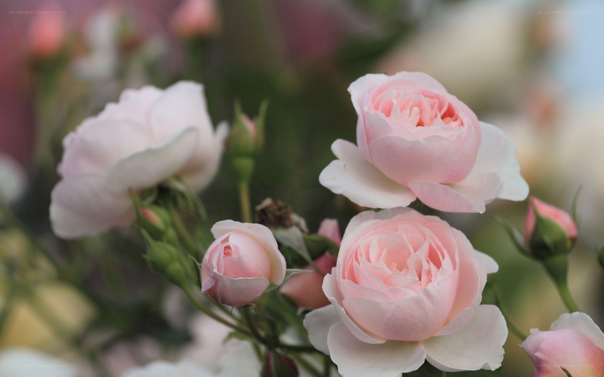 Pink roses in bloom