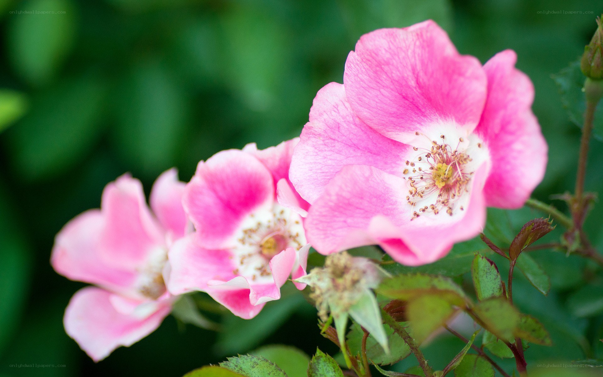 pink roses in bloom