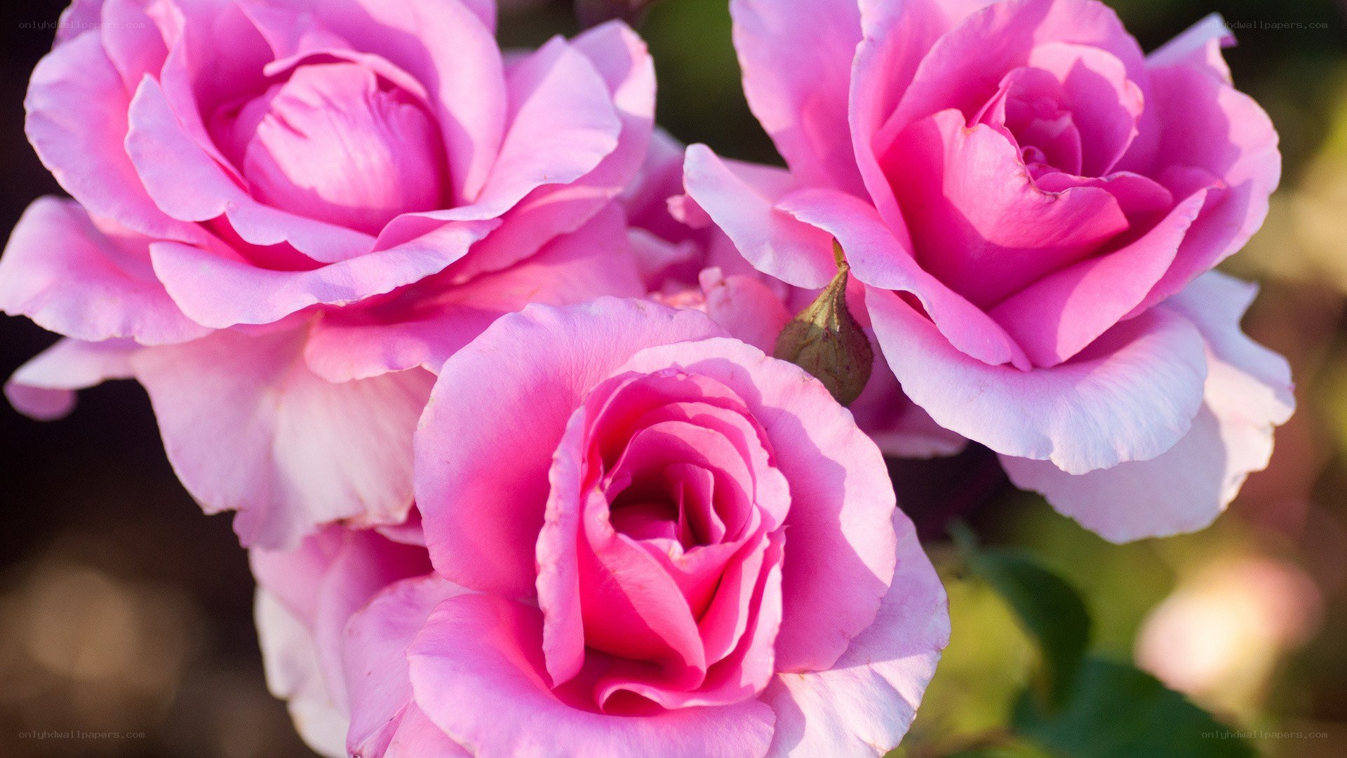 Pink roses in bloom
