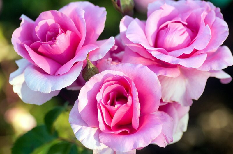 Pink roses in bloom