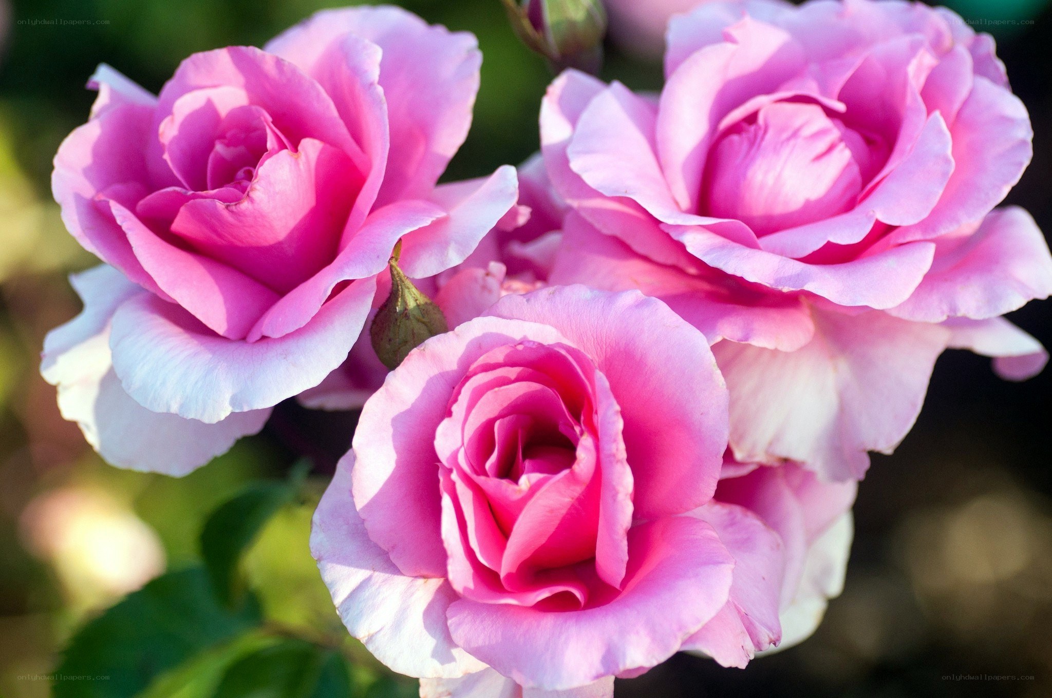 Pink roses in bloom
