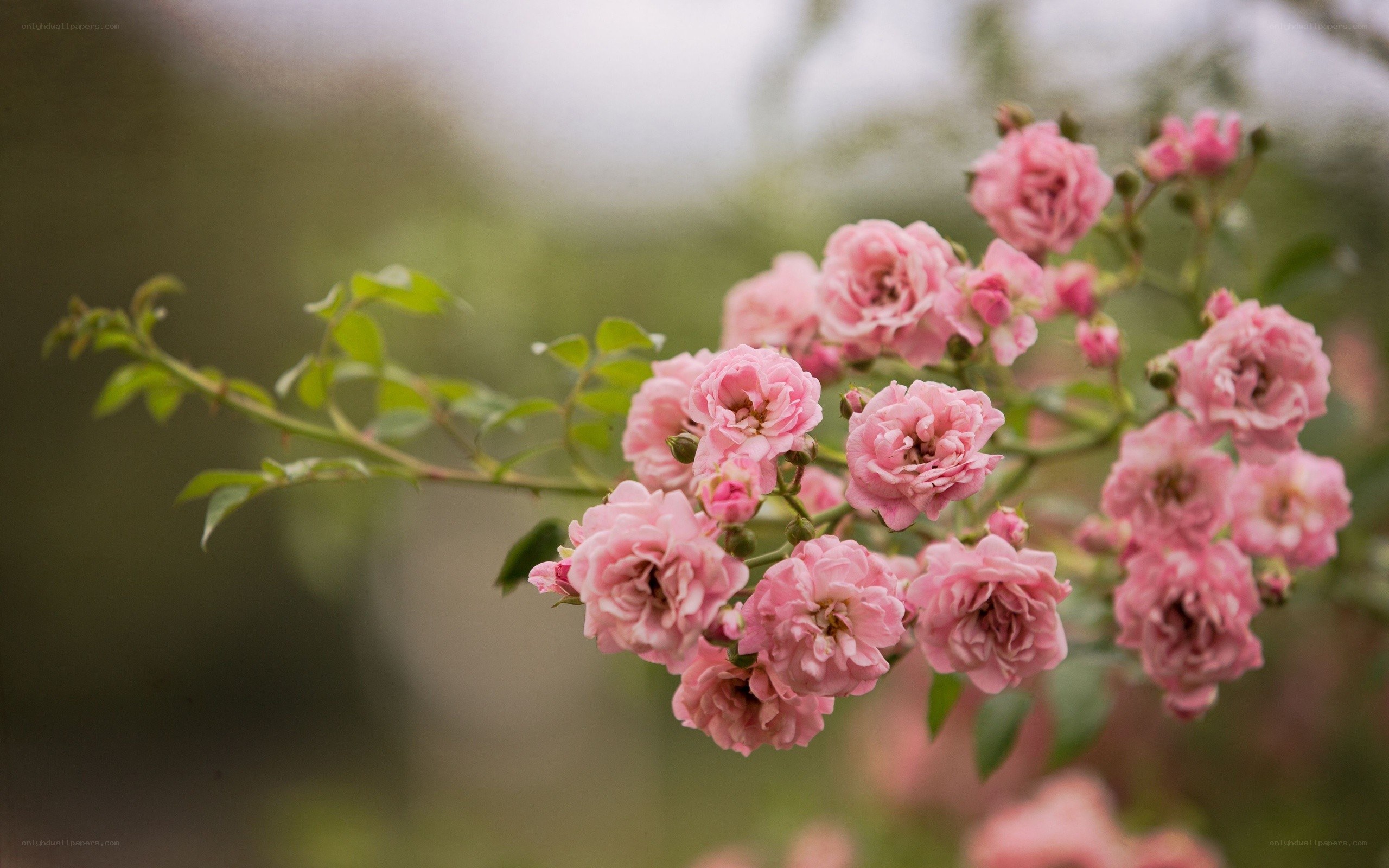 Pink roses in bloom