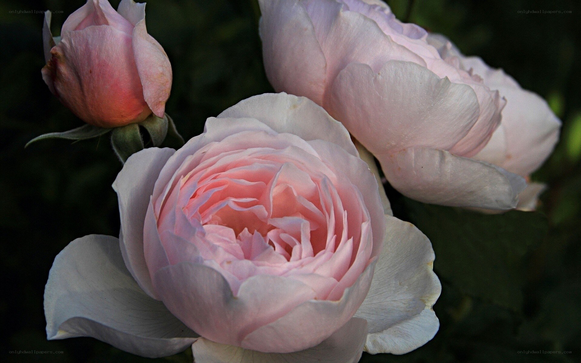 Pink roses in bloom