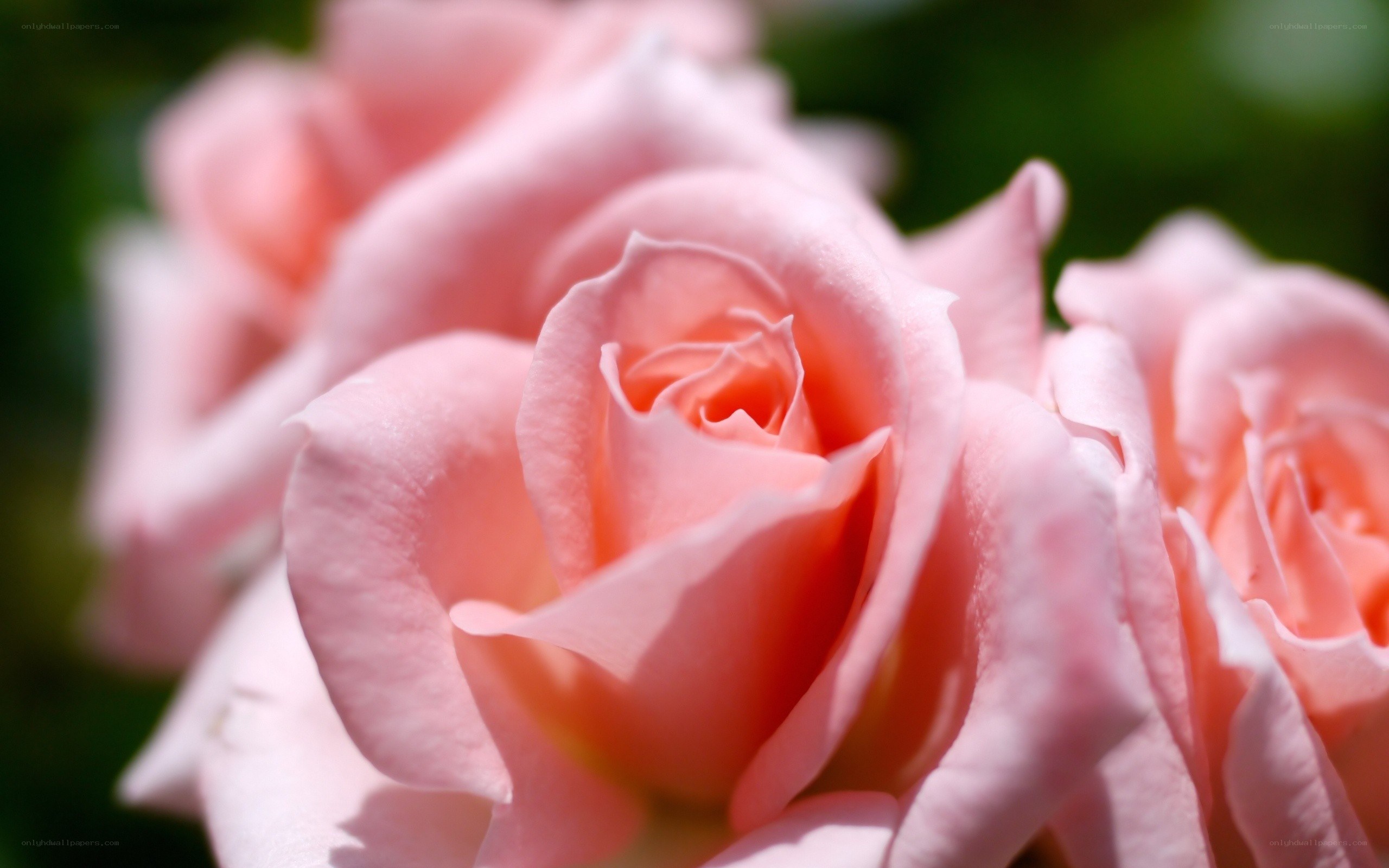Pink roses in bloom