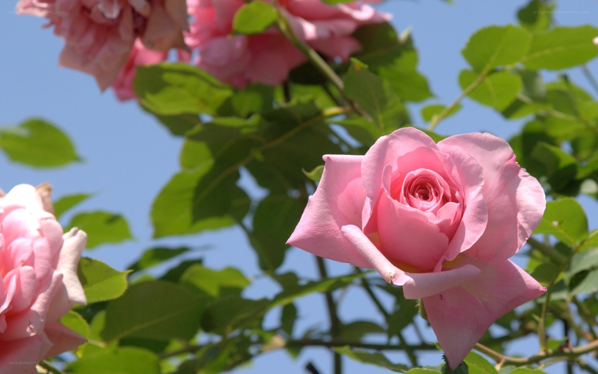 Pink roses in bloom