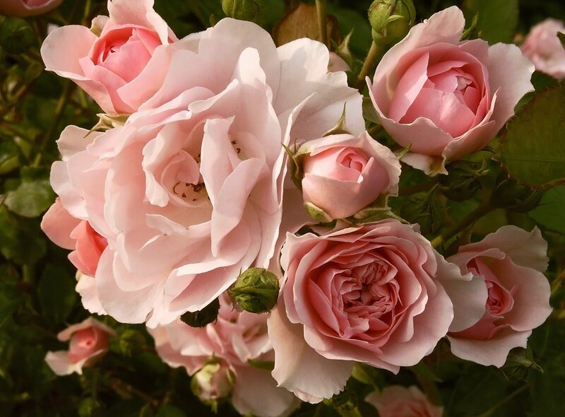 Pink roses in bloom