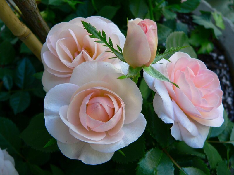 Pink roses in bloom