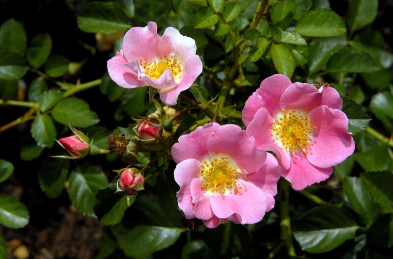 Pink roses in bloom