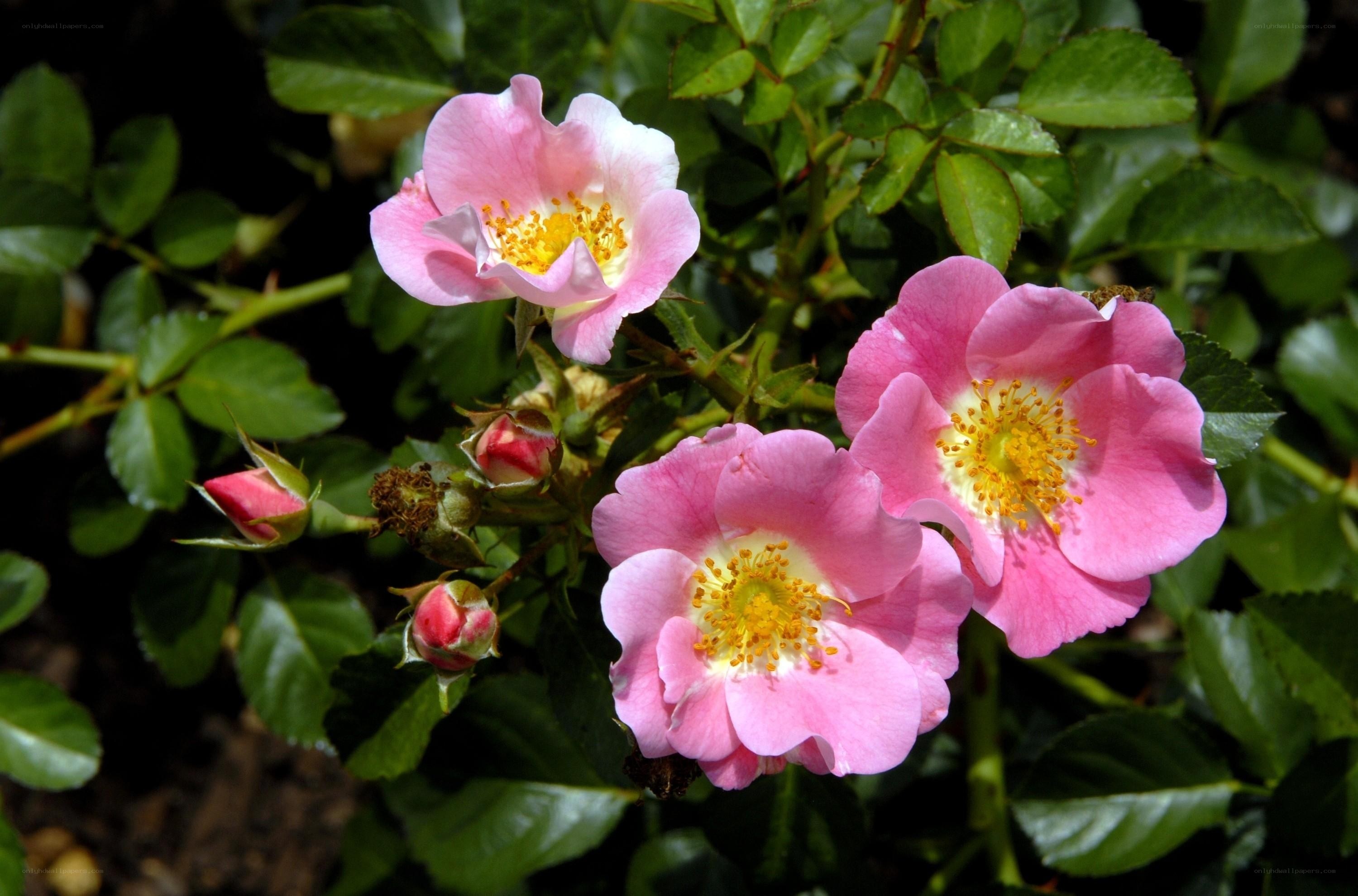Pink roses in bloom