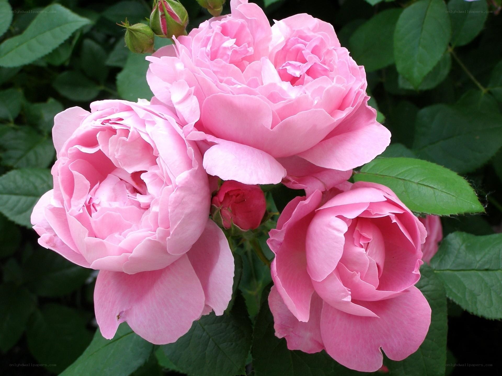 Pink roses in bloom