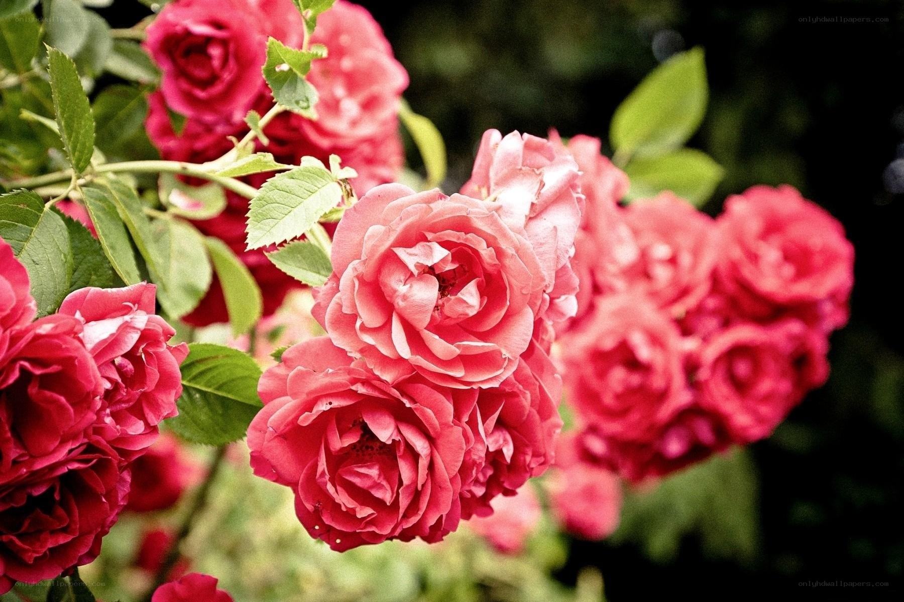 Pink roses in bloom
