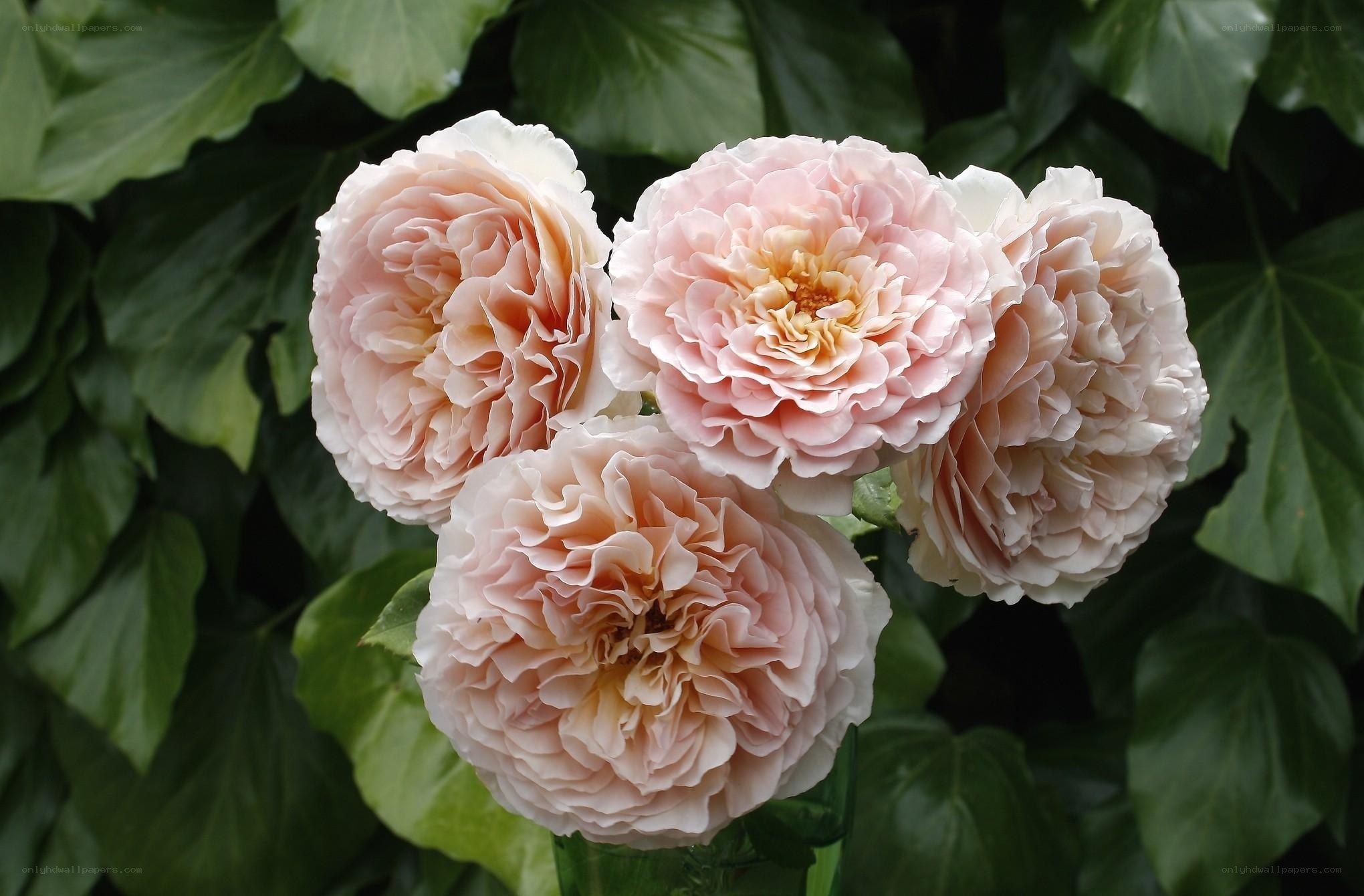 Pink roses in bloom