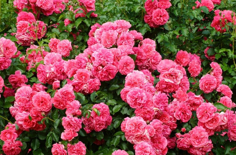 Pink Roses in Bloom — Blooming