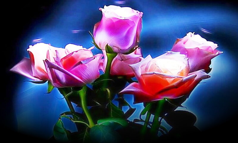 Pink Roses in Bloom — Blue