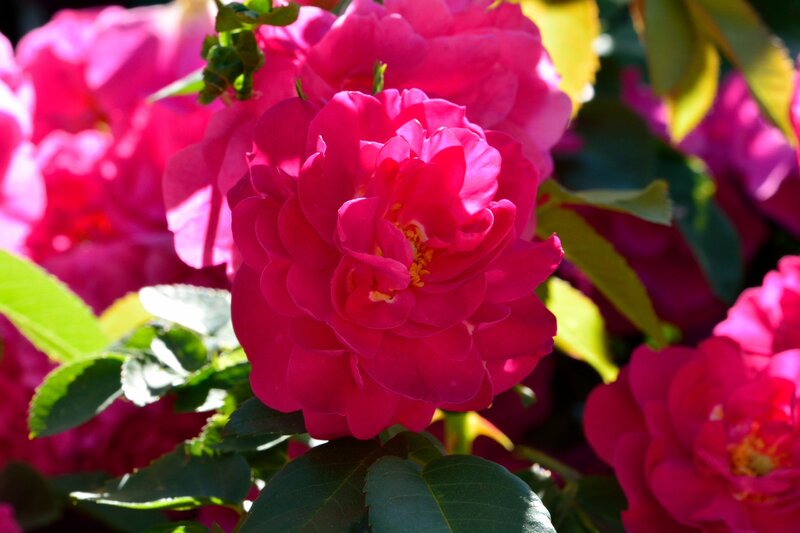 Pink Roses in Bloom — Bright