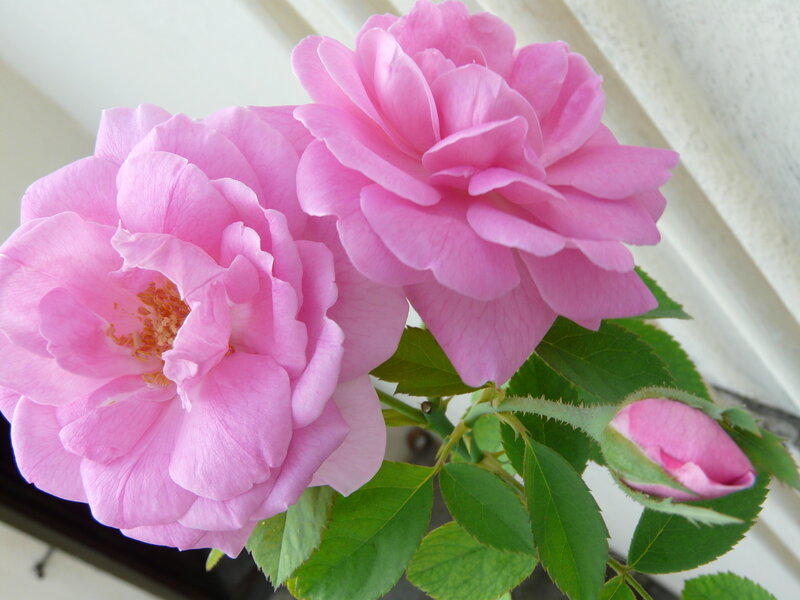 Pink Roses in Bloom — Calm, Afternoon, Photograph, Buds, Leaves, Window