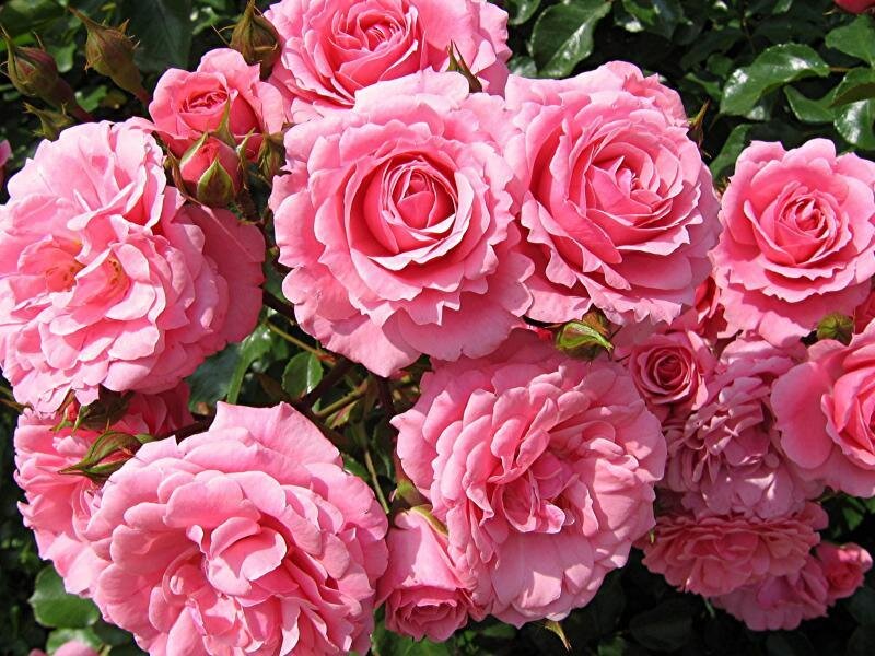 Pink Roses in Bloom — Calm, Afternoon, Photograph, Bush