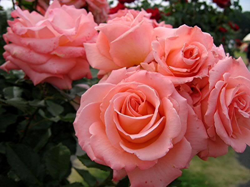 Pink Roses in Bloom — Calm, Afternoon, Photograph, Flowers, Leaves
