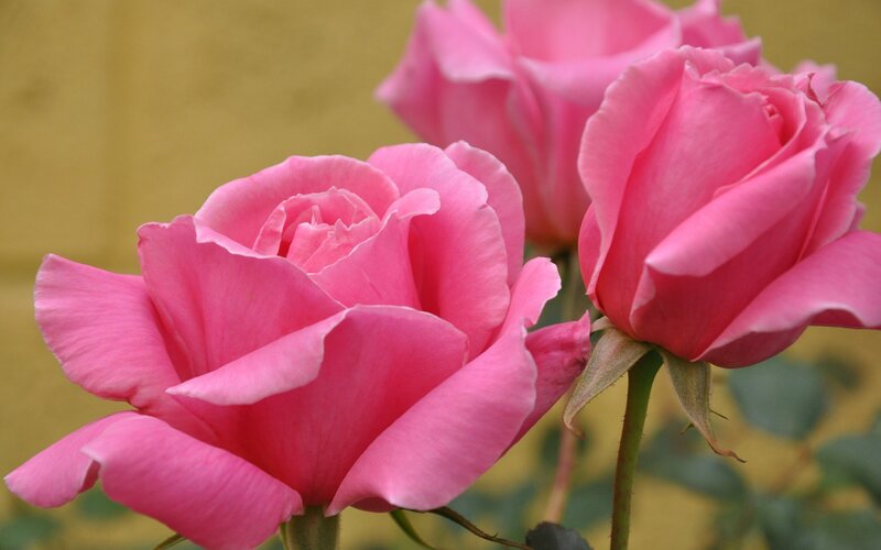 Pink Roses in Bloom — Calm, Afternoon, Photograph, Flowers, Stems