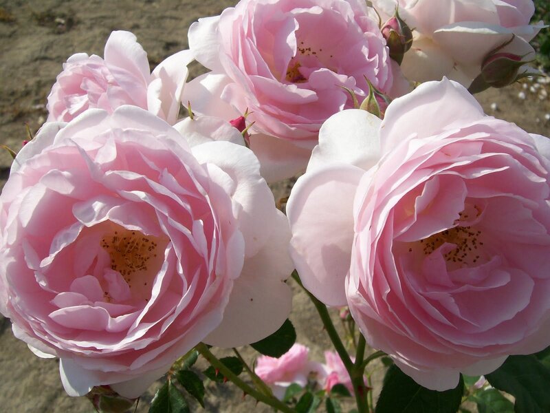 Pink Roses in Bloom — Calm, Afternoon, Photograph, Flowers