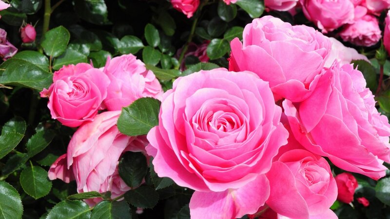 Pink Roses in Bloom — Calm, Afternoon, Photograph, Green Leaves, Buds