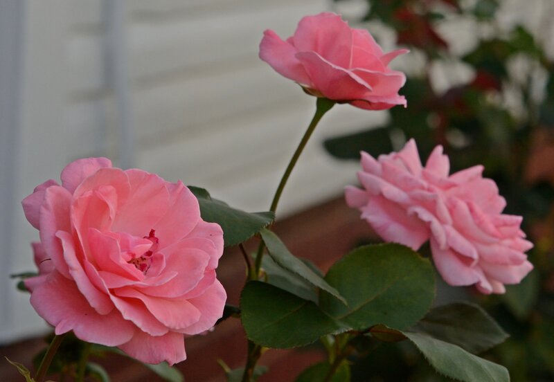 Pink Roses in Bloom — Calm, Afternoon, Photograph, Green Leaves, White Wall