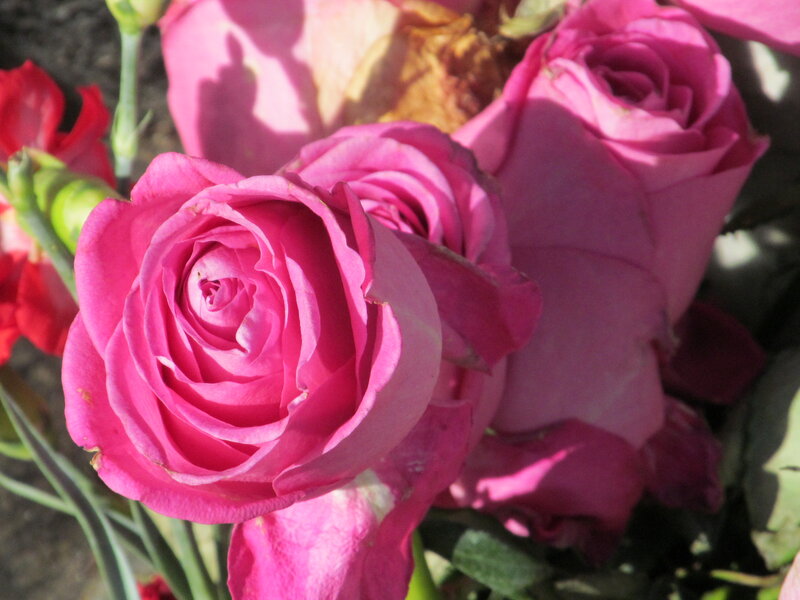 Pink Roses in Bloom — Calm, Afternoon, Photograph, Green Stems
