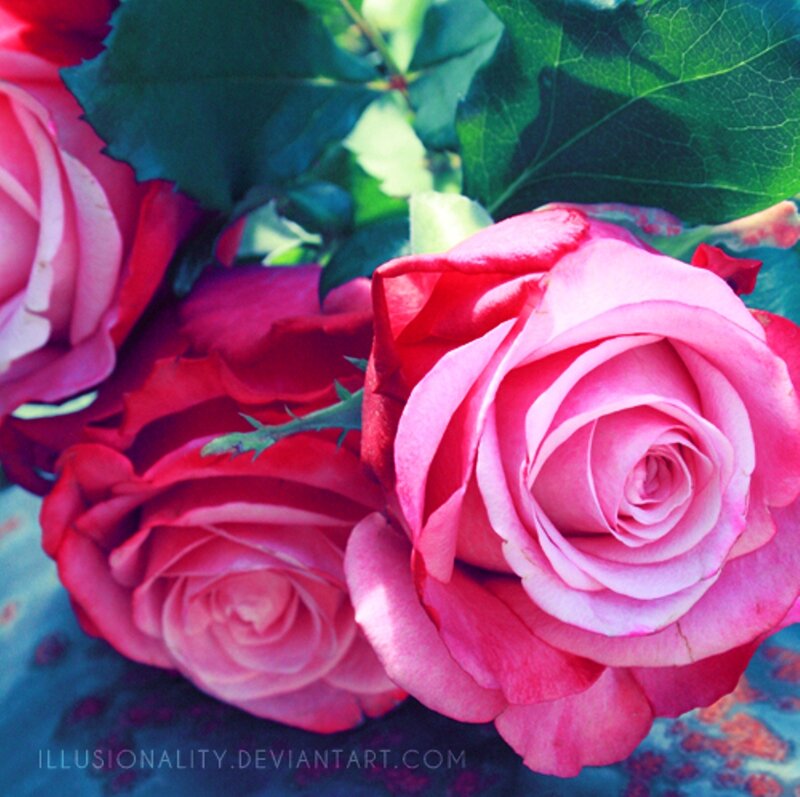 Pink Roses in Bloom — Calm, Afternoon, Photograph, Leaves