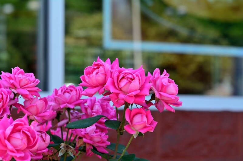 Pink Roses in Bloom — Calm, Afternoon, Photograph, Window