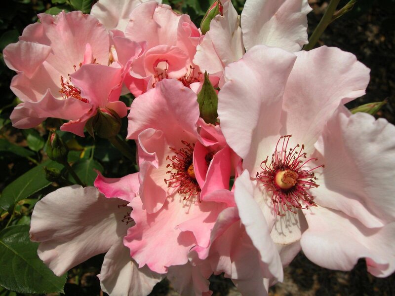 Pink Roses in Bloom — Calm, Afternoon