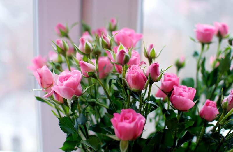 Pink Roses in Bloom — Calm, Morning