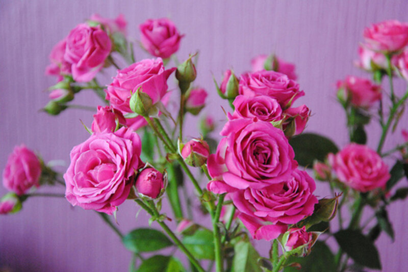 Pink Roses in Bloom — Calm, Photograph, Buds, Green Leaves, Stem