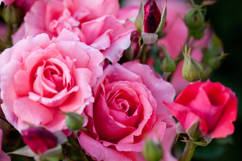 Pink Roses in Bloom — Calm, Photograph, Buds, Green Leaves