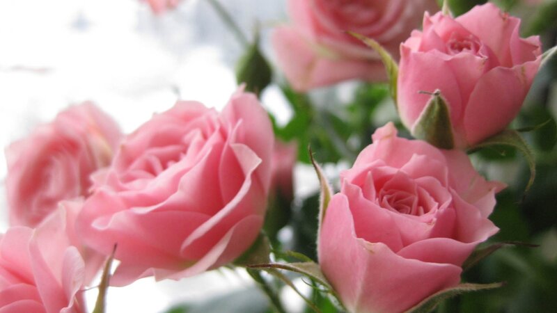 Pink Roses in Bloom — Calm, Photograph, Buds, Leaves, Green Stems