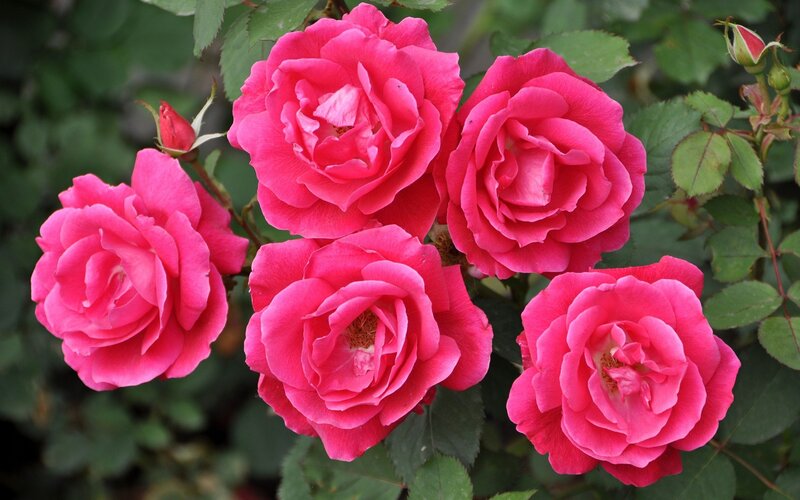 Pink Roses in Bloom — Calm, Photograph, Buds, Leaves, Green