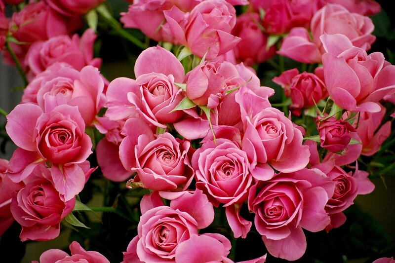 Pink Roses in Bloom — Calm, Photograph, Buds, Leaves, Stems