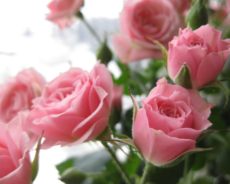 Pink Roses in Bloom — Calm, Photograph, Buds