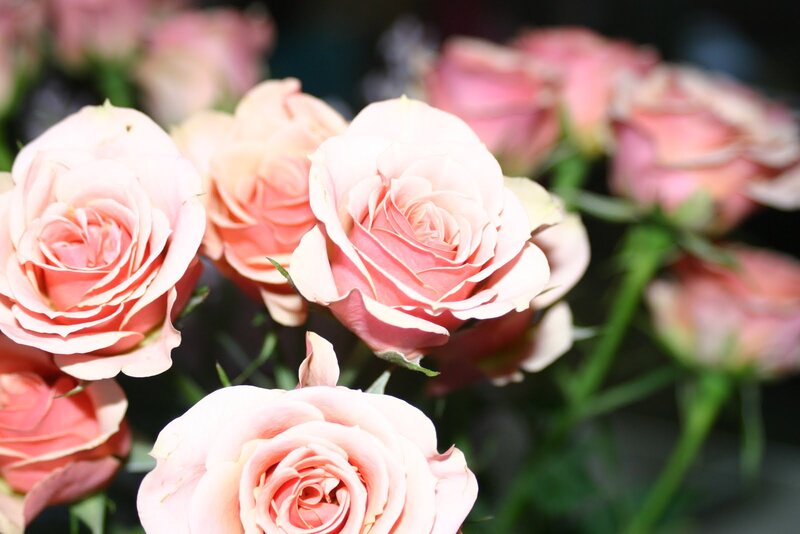 Pink Roses in Bloom — Calm, Photograph, Flowers, Green Stems