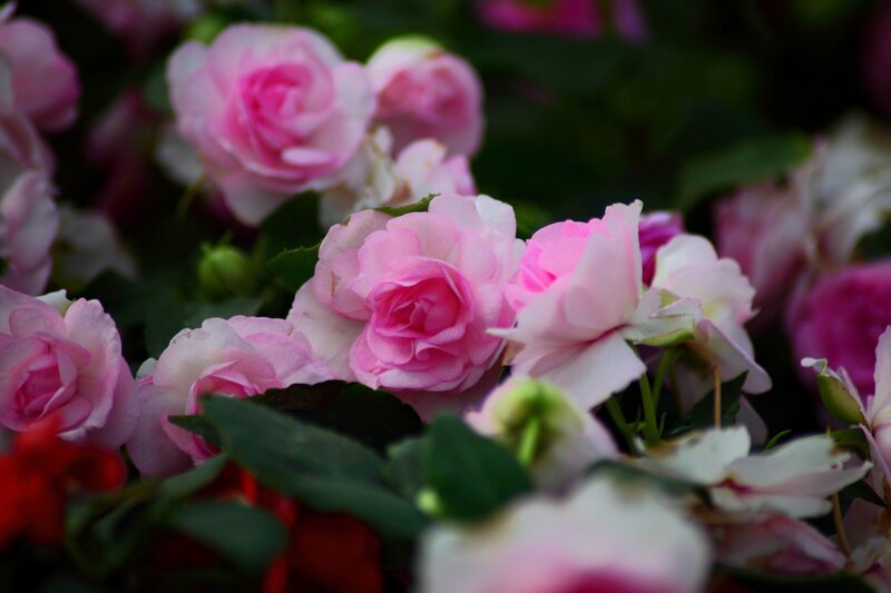 Pink Roses in Bloom — Calm, Photograph, Flowers, Leaves, Buds