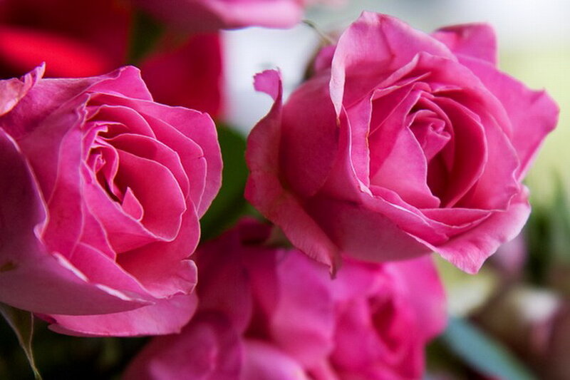Pink Roses in Bloom — Calm, Photograph, Flowers, Leaves