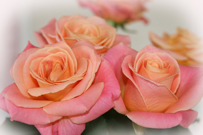 Pink Roses in Bloom — Calm, Photograph, Flowers, Petals, Green Stems